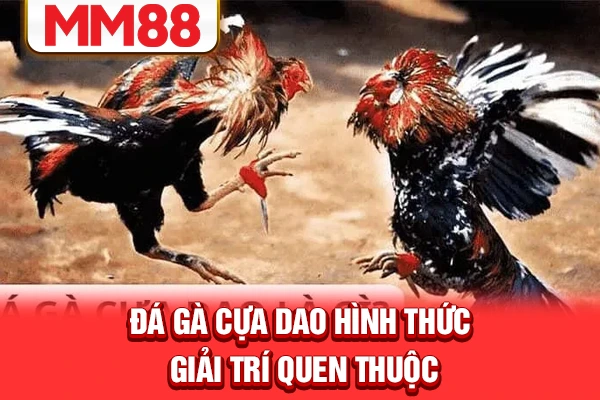 Đá gà cựa dao hình thức giả trí quen thuộc