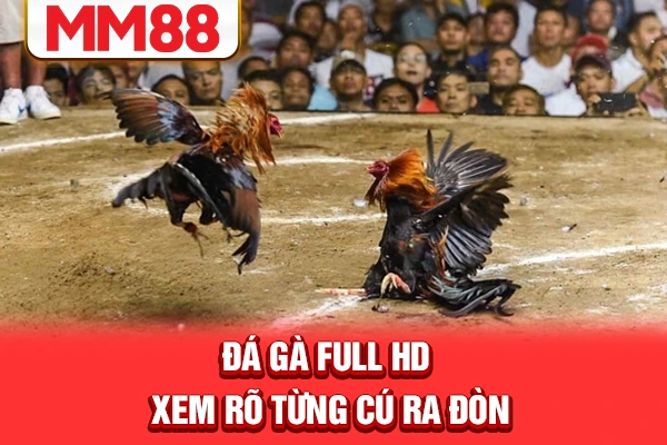 Đá gà Full HD, xem rõ từng cú ra đòn