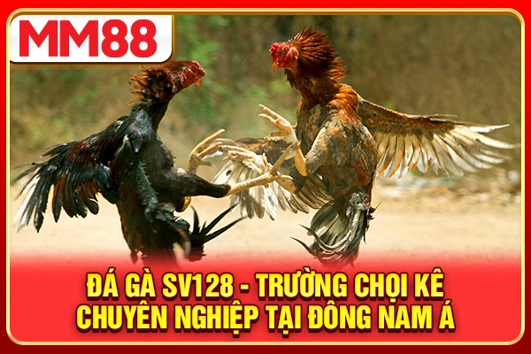 Đá Gà SV128 - Trường Chọi Kê Chuyên Nghiệp Tại Đông Nam Á