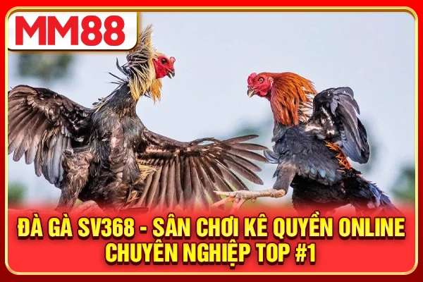Đà Gà SV368 - Sân Chơi Kê Quyền Online Chuyên Nghiệp Top #1