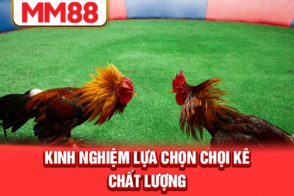 Kinh nghiệm lựa chọn chọi kê chất lượng