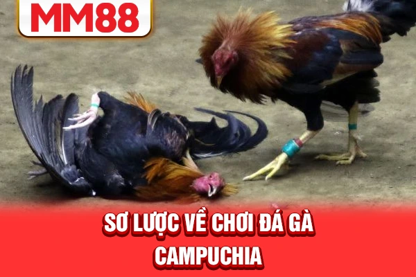 Sơ lược về chơi đá gà Campuchia